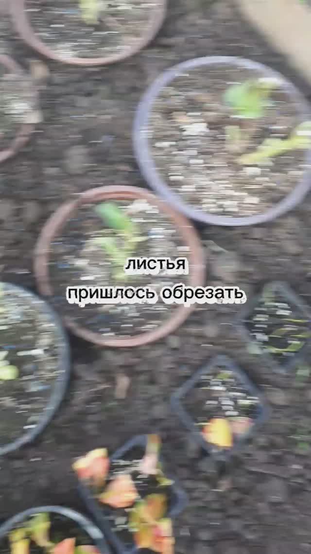 Я так сохраняю крупнолистную гортензию в прикопе.