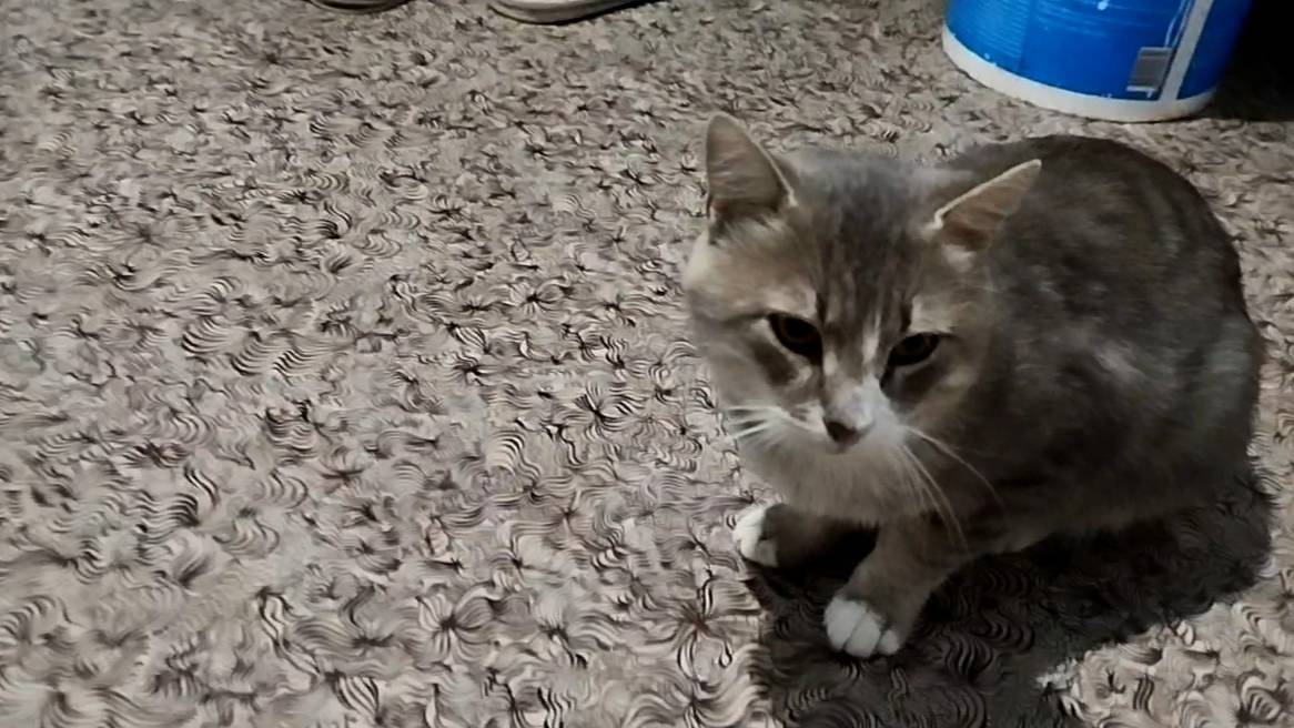 Моя серая пантера)