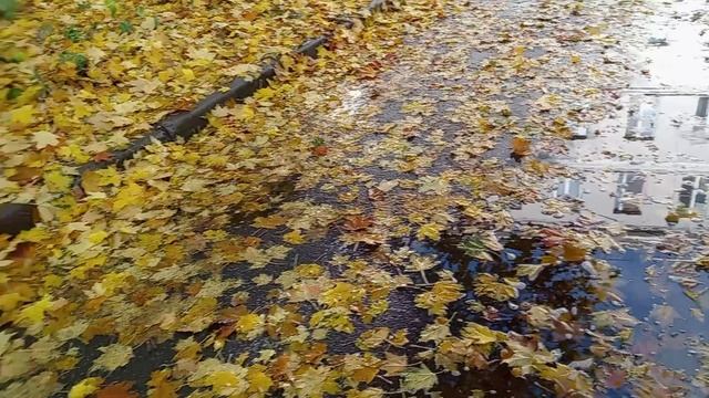 В ПЕТЕРБУРГ НЕОЖИДАННО ПРИШЛА ОСЕНЬ.