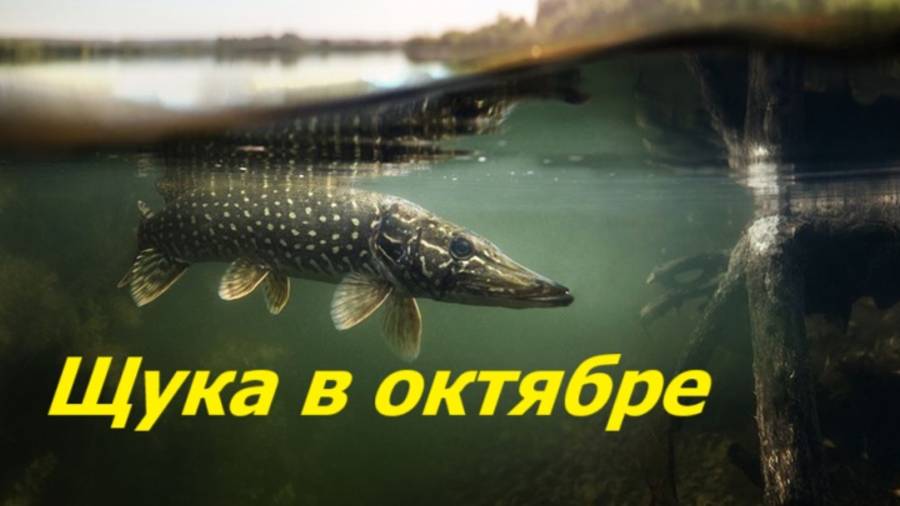 КАК ЛОВИТЬ ЩУКУ в ОКТЯБРЕ? ПРИМАНКИ и СНАСТИ для РЫБАЛКИ. МЕСТА и ВРЕМЯ для ЛОВЛИ ЩУКИ в ОКТЯБРЕ