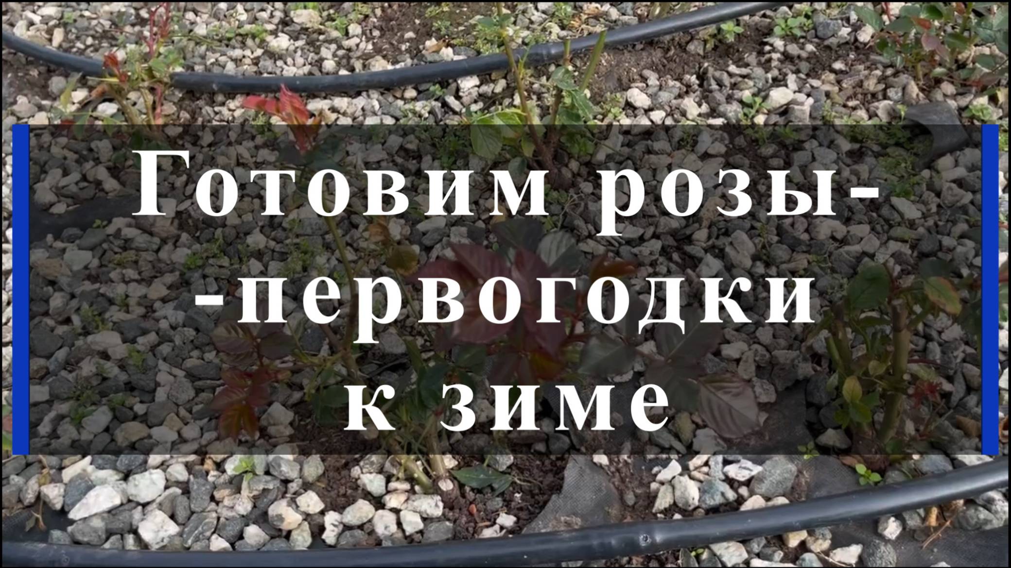 Готовим розы--первогодки к зиме