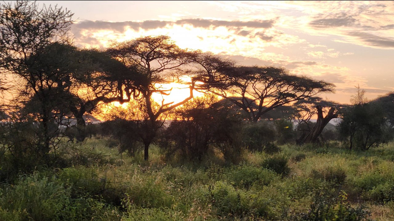 Кения. Сафари по национальным паркам: Масаи Мара, Амбосели, Хелс гейт, Накуру и Найваша.