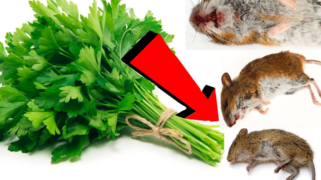 Как избавиться от мышей За 3 Секунды..!!...!!!!...!!.