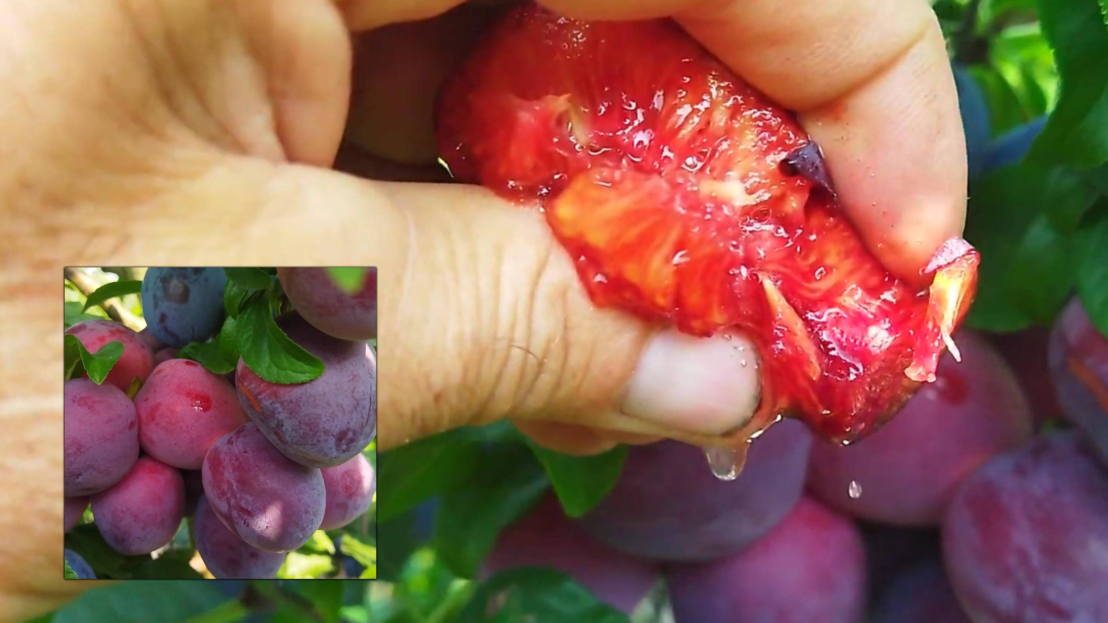 Колоновидная слива Блю Свит: Эталон вкуса и компактности Ростов-на-Дону | Small Gardens