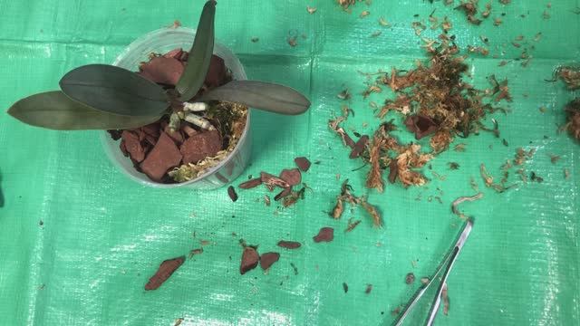 Орхидеи фаленопсис пересадка орхидеи из мха в субстрат