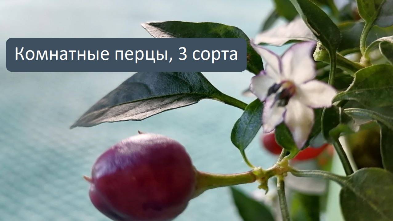 3 сорта декоративного комнатного перца, обзор