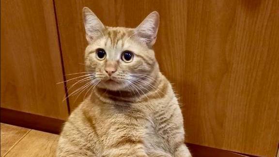 И снова Рыжик, наш любимчик)))