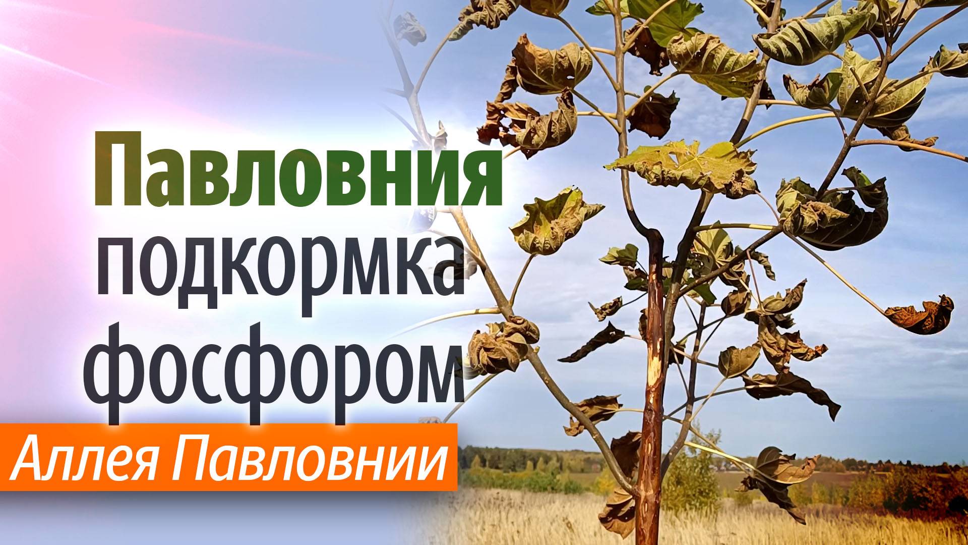 Аллея Павловнии. Подкормка фосфоритной мукой. 5 октября 2025