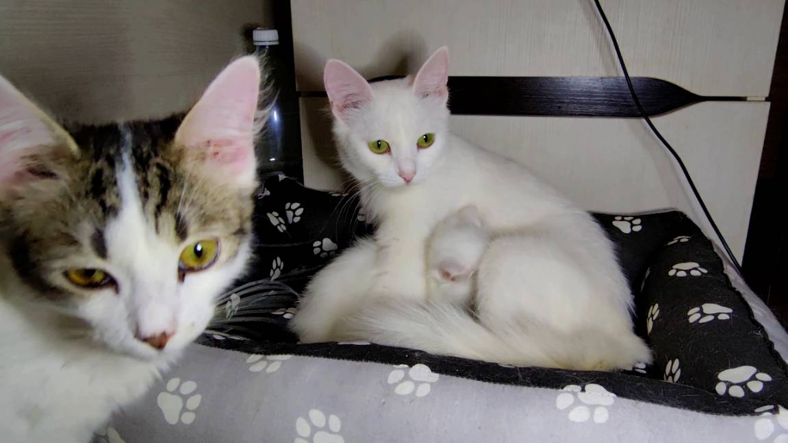 Заботливая мама-кошка кормит маленького белоснежного котёнка. Маленький белый котёнок и его мама-кош