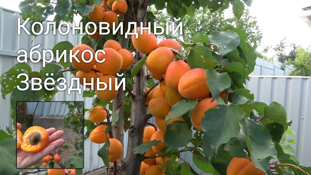 Колоновидный абрикос Звёздный Ростов-на-Дону. Россия | Small Gardens