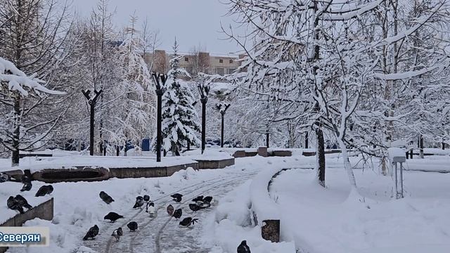 Зима за полярным кругом начинается осенью и заканчивается летом. Ямало-Ненецкий АО, Лабытнанги 2025
