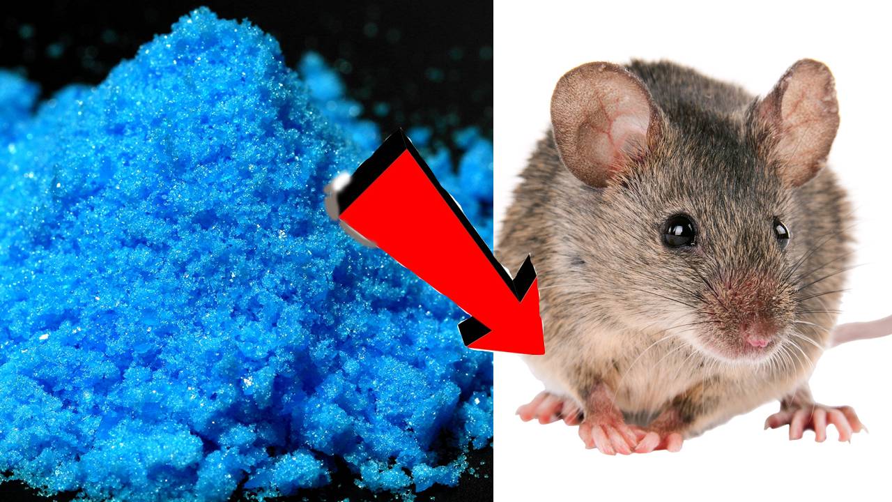 Как избавиться от мышей За 3 Секунды..!!...!!!!...!!..