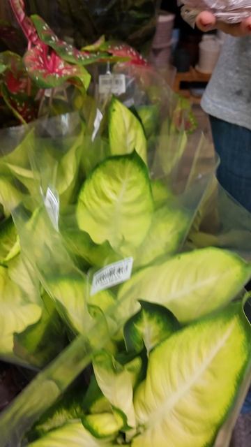 Выбор растения - дело нелёгкое