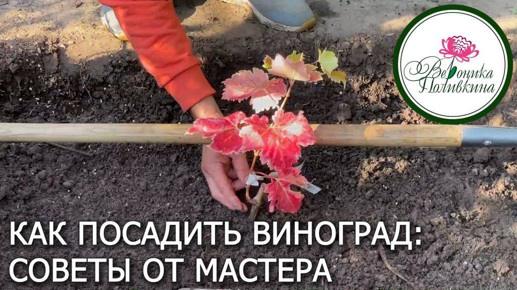 Как посадить виноград. Советы мастера