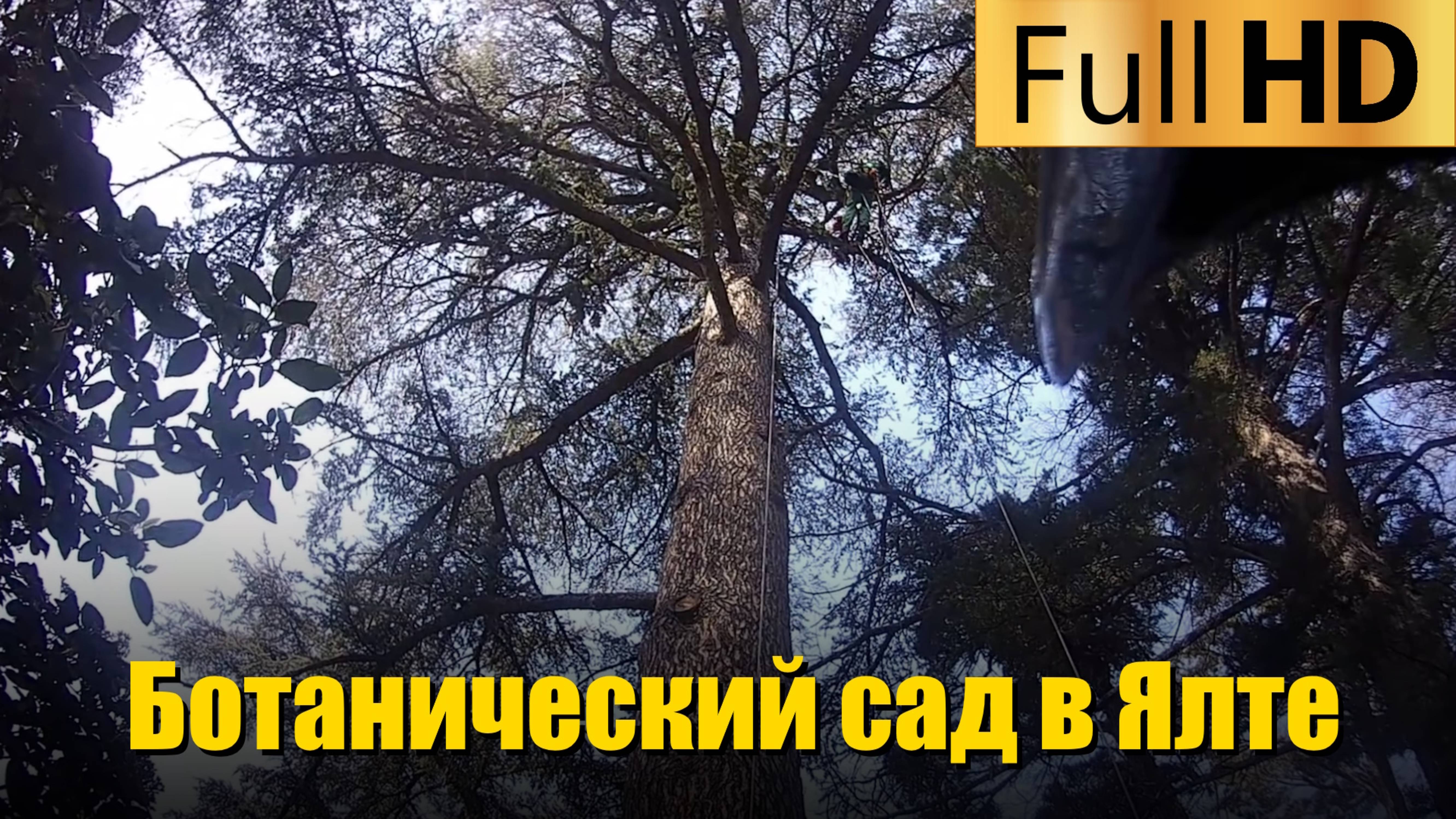 Обрезка деревьев в Никитском ботаническом саду в Ялте | Часть 3