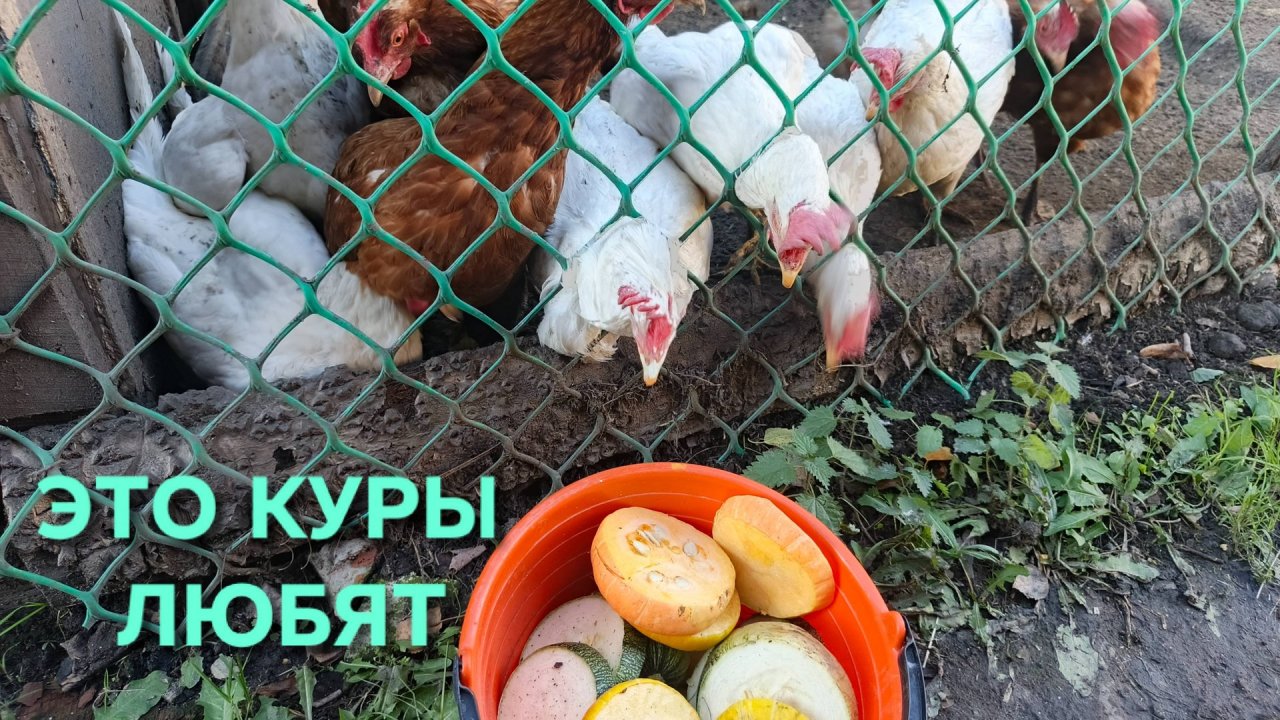 Куры-несушки Как правильно порезать кабачок чтобы куры его весь съели