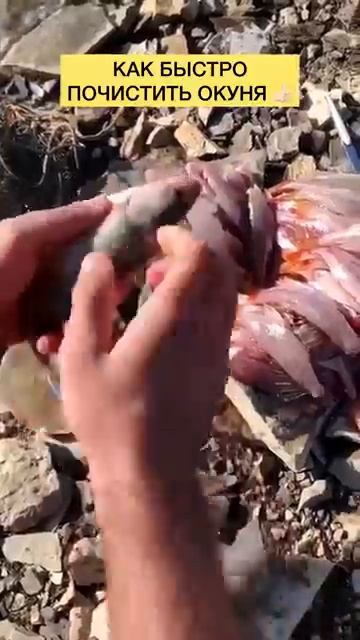 Чистка окуня