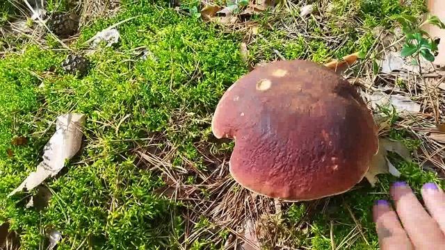 НЕМНОГО ЛЕТА