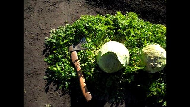 Уборка капусты