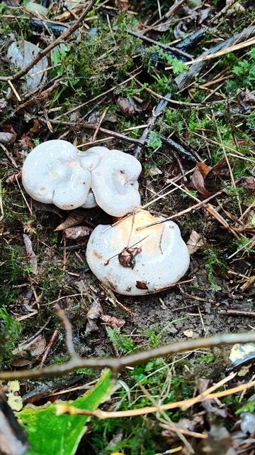 Знакомьтесь: Рыжик 🍄