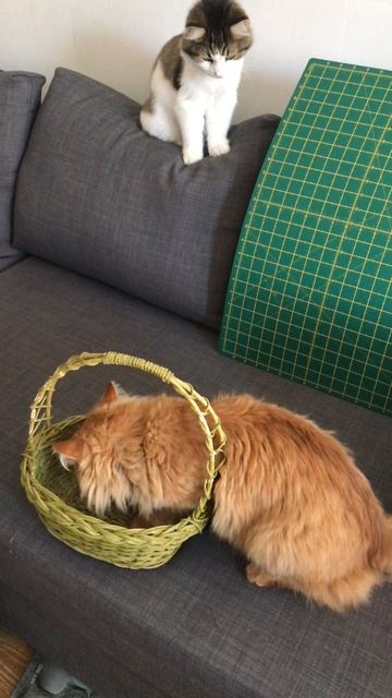 Кот Альфушка и Масина ❤️ корзинка
