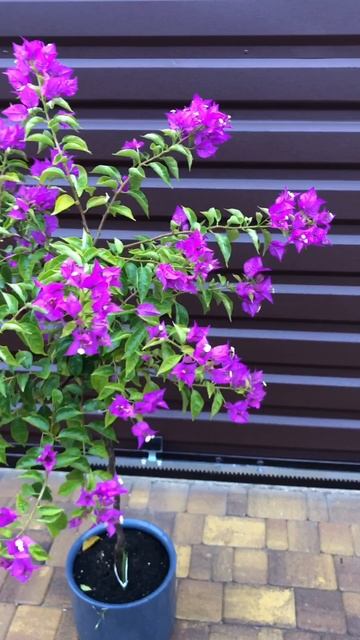 Пик цветения Бугенвиллеи на штамбе