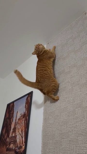 🤣 Кожаный... Я КОТ-ПАУК !!!... 🤣