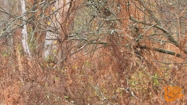 Кадры гона оленей Осень 2025