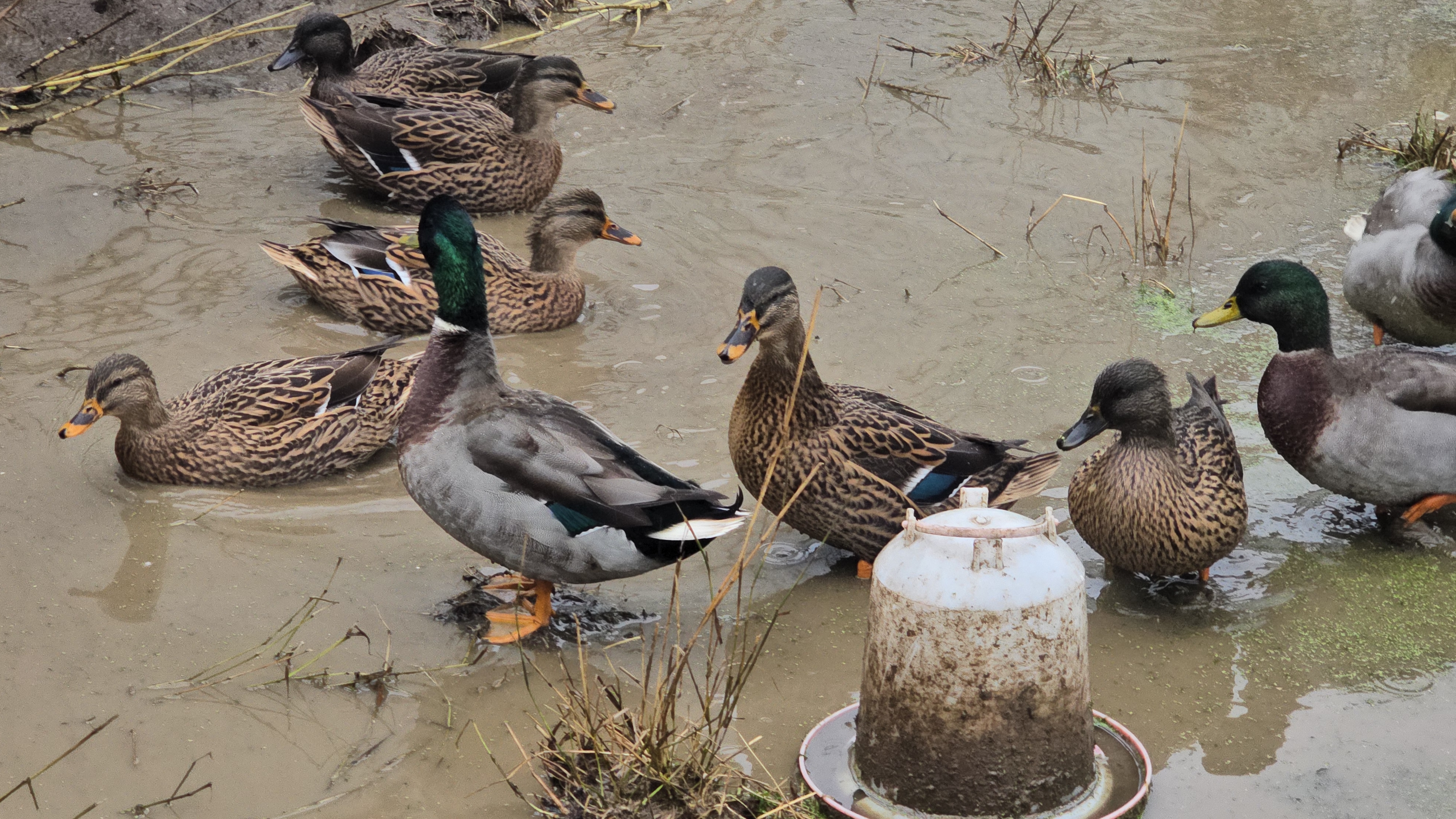 Утки в дожди октября