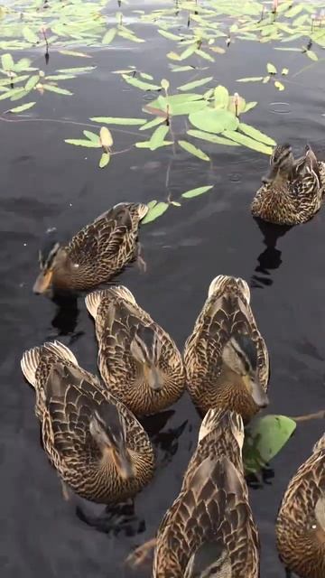 Ленинградская область. Хвойное. 05.07.2024. Часть 29. Утята-Завершение завтрака