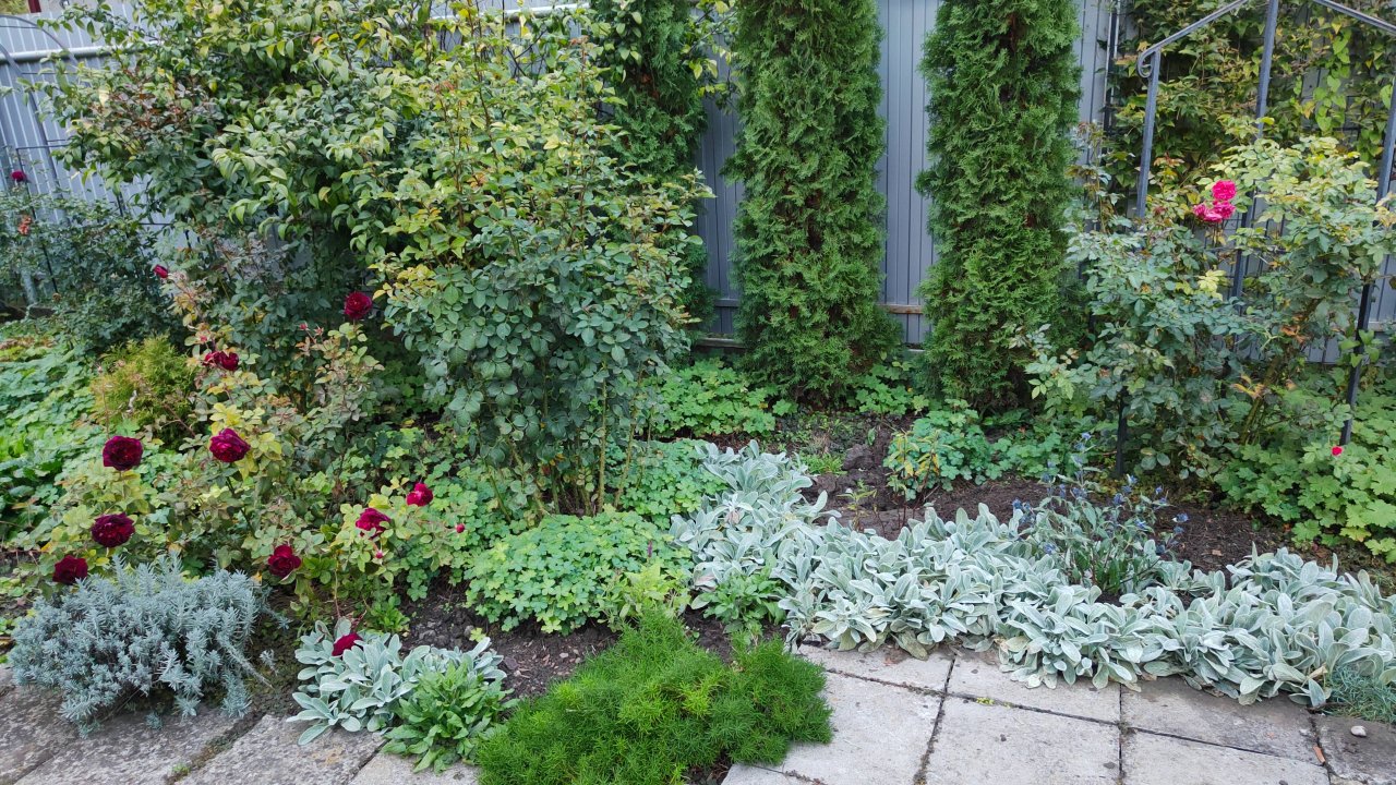 Посадка и агротехника КАРИОПТЕРИСА. Добавьте синевы в свой осенний южный сад 11.10.25 г. Пятигорск.