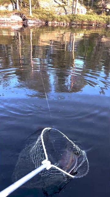 Карельский Язь