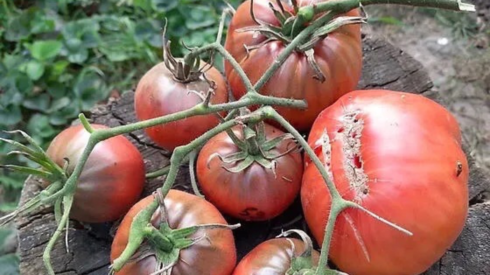 Сорта томатов от Виталия Алифирова в моей коллекции.