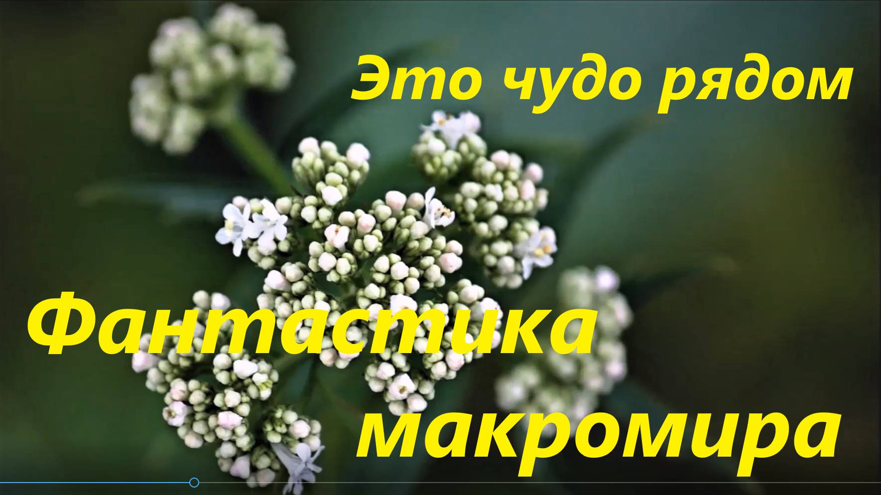 Макромир, который вокруг нас.