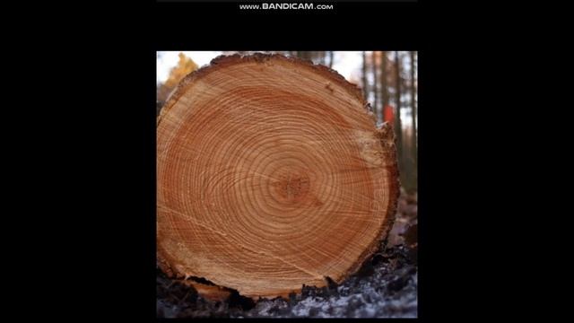 Горы-пни деревьев. А может это и правда были деревья только другие