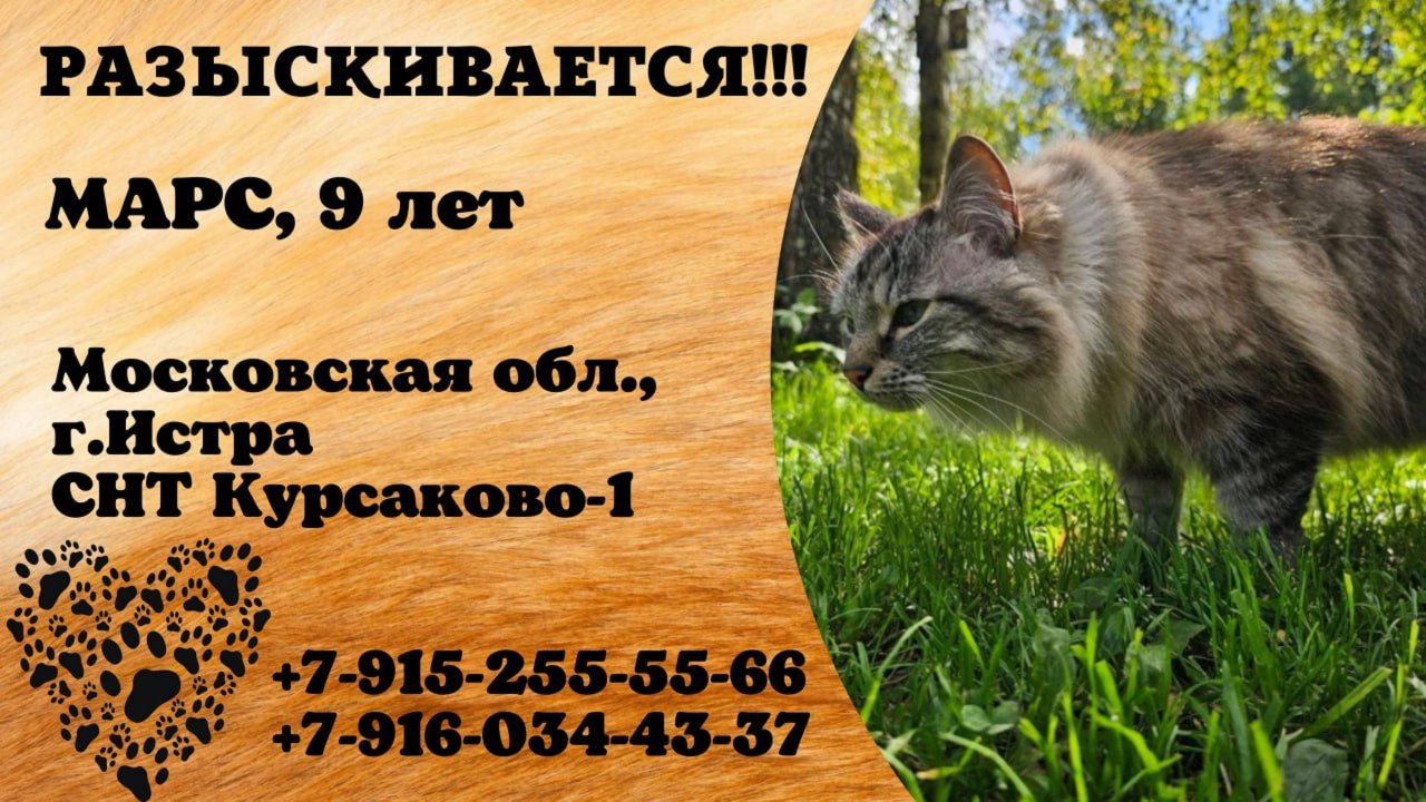 Пропал кот! МАРС. 9 лет. Московская обл,  г. Истра