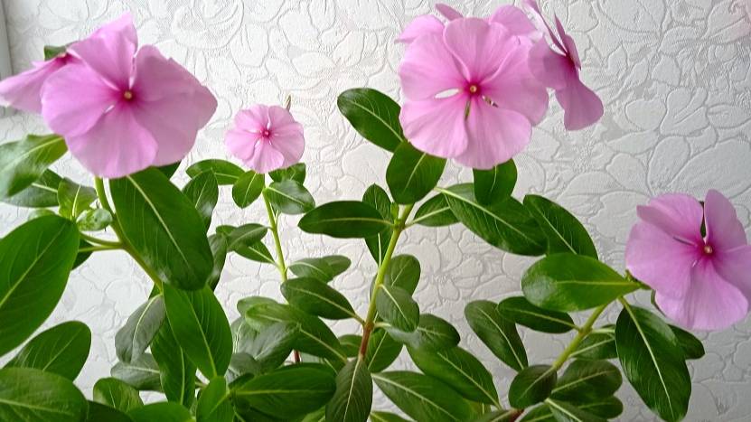 Катарантус: уход за цветком который красиво цветет и легко размножается