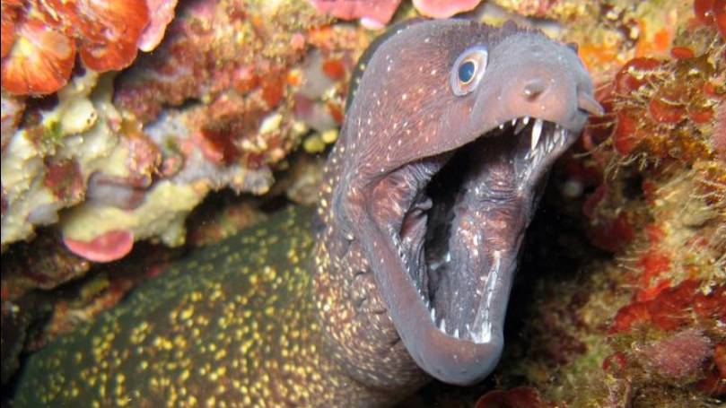 The Moray eel