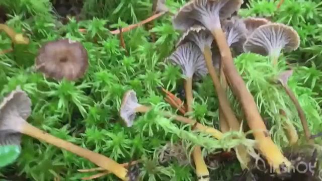 Гриб Лисичка трубчатая в Ленинградской области