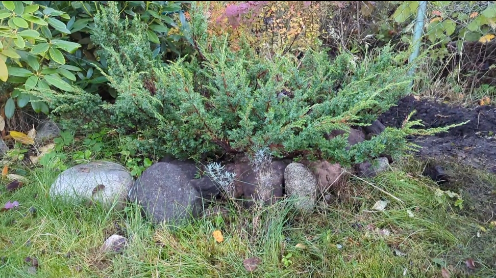 18-10-2025.Дача.пересаживаю Тис и сажаю новую тую.С трудом выкапала Айву🙄(11.-12.10.25)