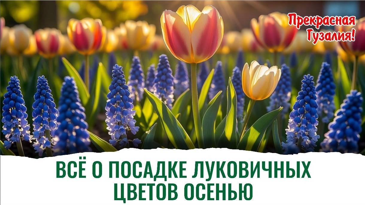 Технология, как высадить осенью луковицы тюльпанов, лилий