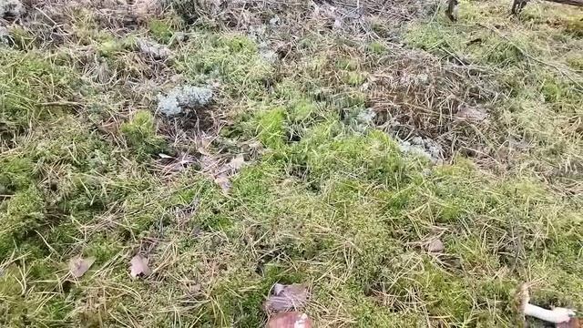 ПРОЩАНИЕ С ЛЕСОМ