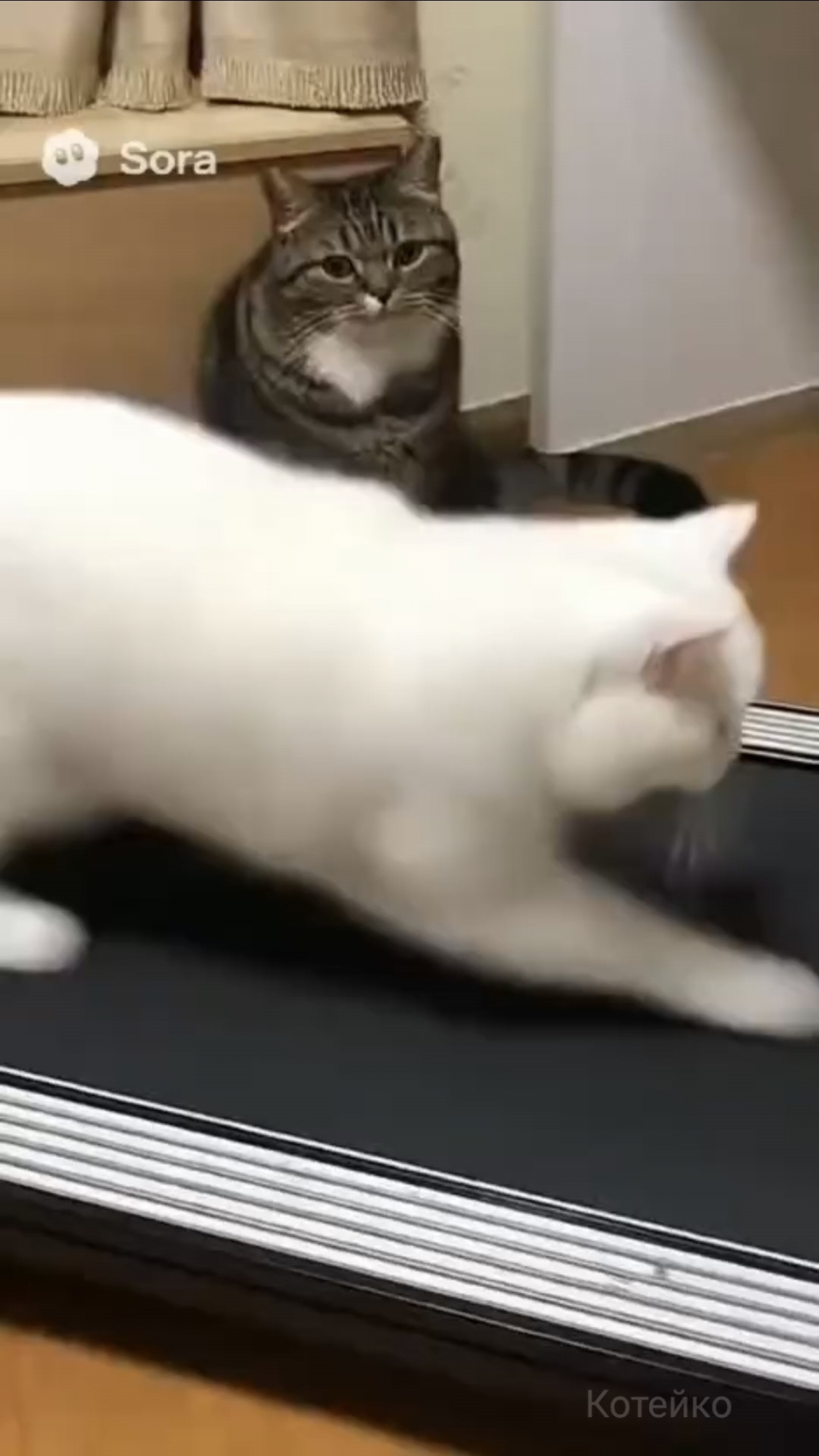 Когда заставляют заниматься спортом 😾