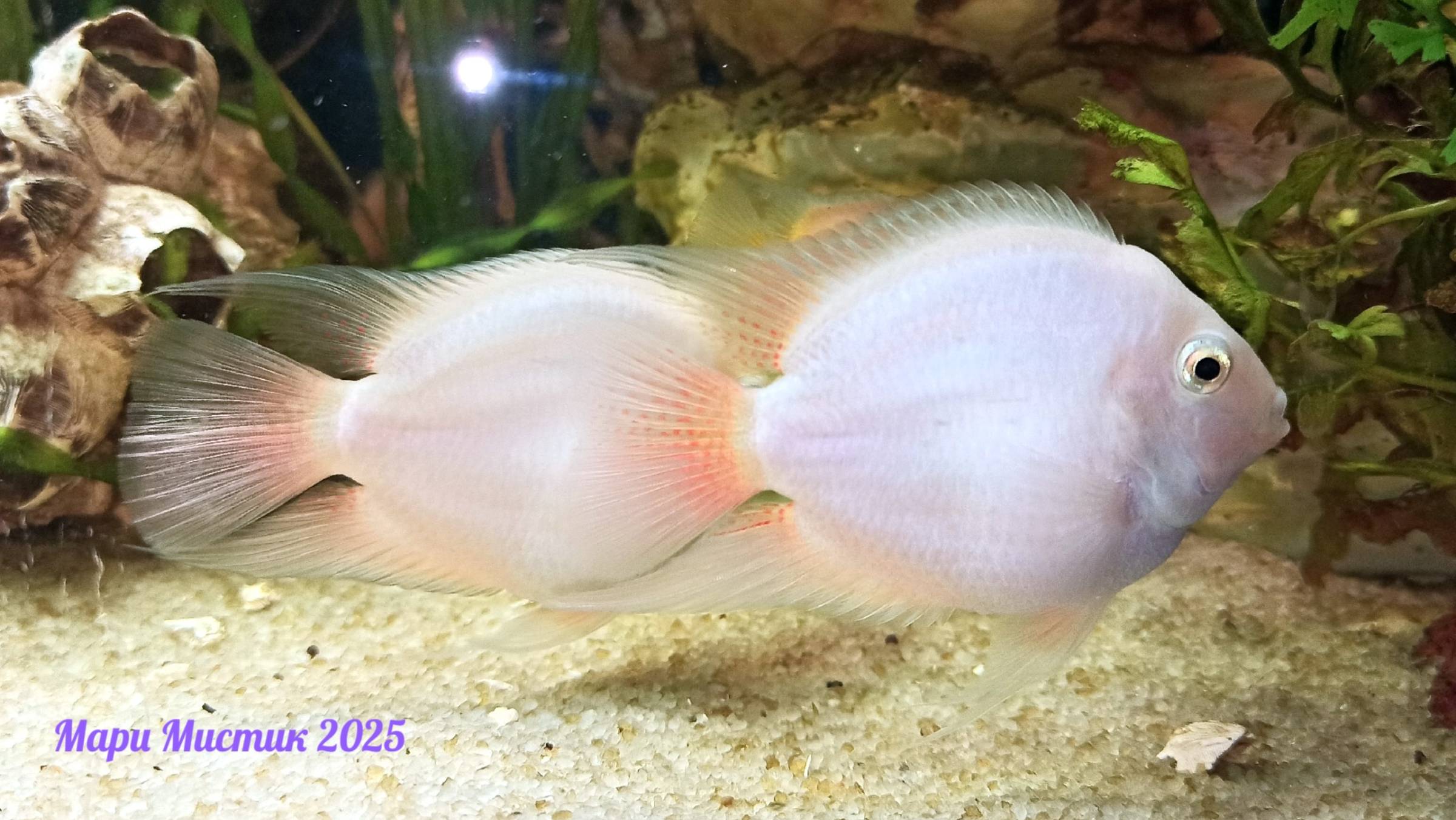 Рыба хамелеон 14.10.25 Ждём приезда НОВЫХ питомцев