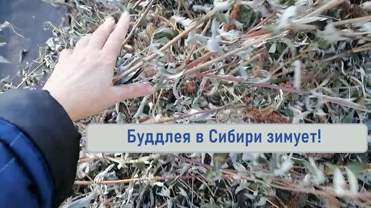 Буддлея в Сибири, укрытие на зиму