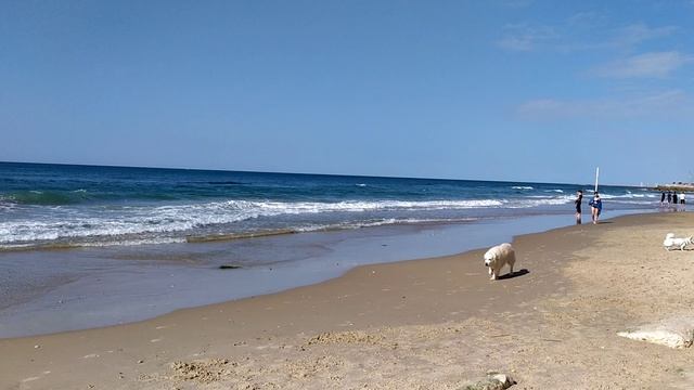 Пляж для собачек-Тель-Авив!