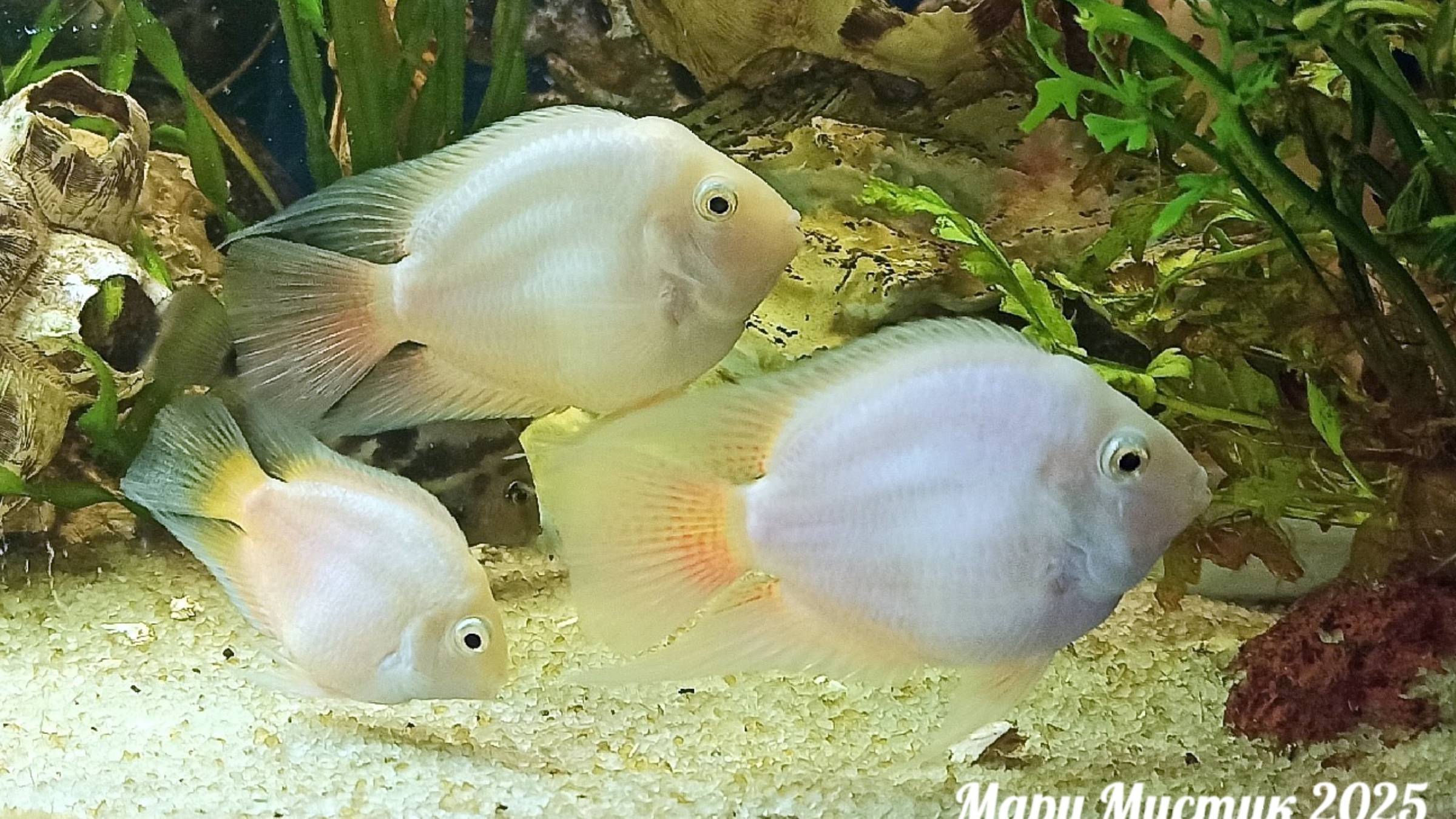 Ждём приезда НОВЫХ питомцев 14/10/25;Перезапуск аквы 100 литров