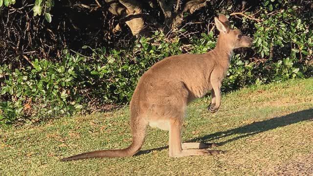Мама и детеныш кенгуру! Кенгуренок залезает в сумку к маме! Какие кенгуру? Рыжие, белые валлаби ...