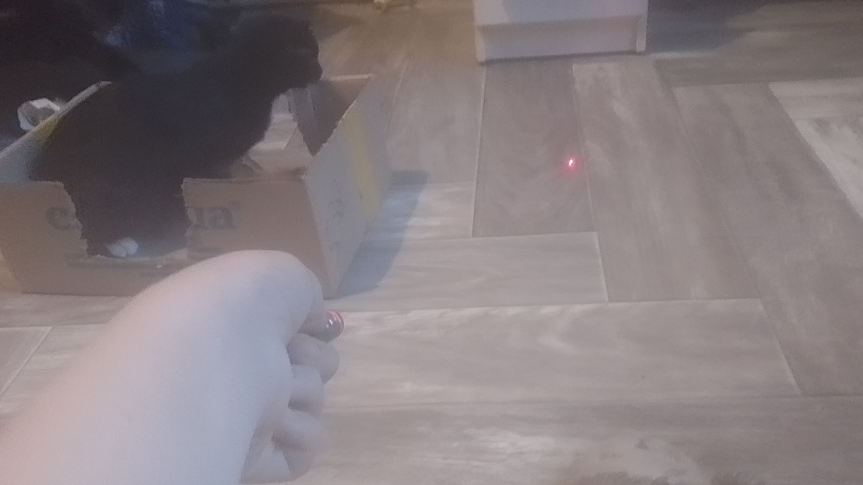 Моя кошка Эльза играется с лазером