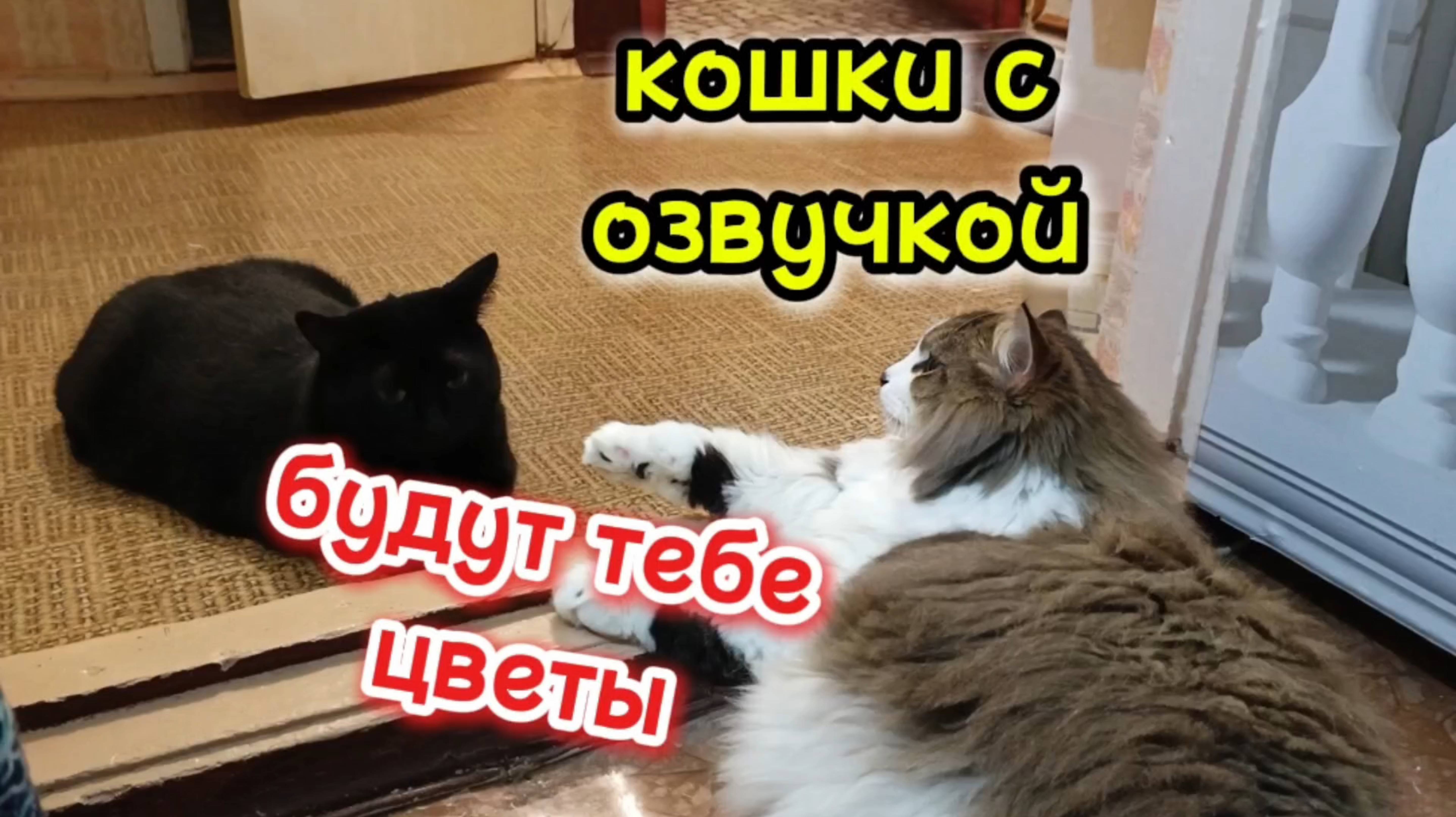 Кошки с озвучкой.